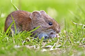 Approximately 12 percent of deer mice carry hantavirus. Hantavirus Auf Dem Vormarsch Diese Mause Haben Es In Sich Wissen Stuttgarter Zeitung