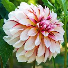 Dahlia Bulbs Decorative Carribean Fantasy Dahlia Tubers Eden Brothers Bulb Flowers Spring Flowering Bulbs Dahlias Garden