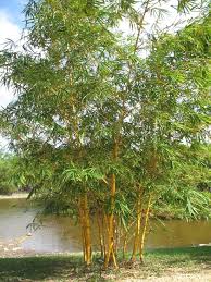 Except the bamboo that turn to coffee or black. Golden Goddess Bamboo Golden Goddess Bamboo Botanic Park Front Landscaping