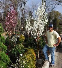 We did not find results for: Jason S Plant Pick Of The Week Corinthian Flowering Peach Tree Covingtons