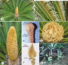 Image result for Cycadaceae