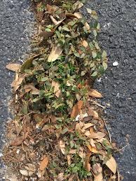 Image result for Euphorbia ophthalmica