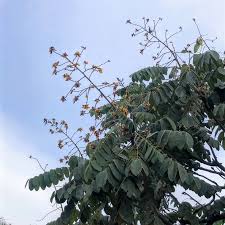 Image result for Centrolobium robustum