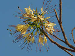 Image result for Crateva eminens