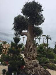 La forêt des rêves bleus. Le Jardin D Olympe Vendargues Horticulteur Adresse Avis