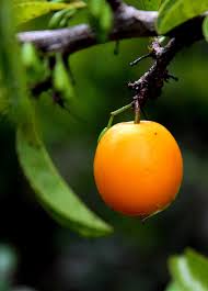 Image result for Ximenia