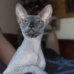 Don Sphynx | International Cat Care