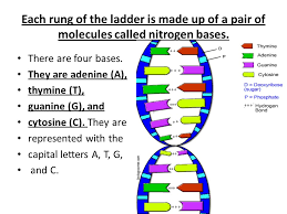 The 2 strands are then annealed at approximately 50 degrees celsius using. What Are The Four Nitrogen Bases Present In Dna And How Do They Pair Up