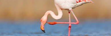 All of these developments act as a balm on many of your unhealed wounds. Adopt A Flamingo Symbolic Adoptions From Wwf