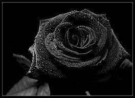 Search the world's information, including webpages, images, videos and more. Hasil Gambar Untuk Rangkaian Bunga Mawar Hitam Mawar Hitam Wallpaper Ponsel Hitam Bunga
