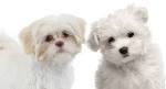 PuppyFind | Malti Tzu Puppies for Sale