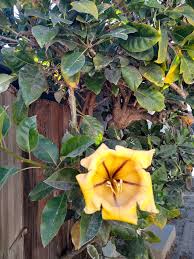 Image result for Solandra maxima