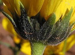 Image result for Verbesina encelioides