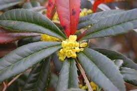 Image result for Berberis julianae