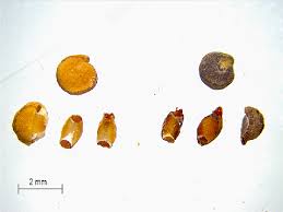 Image result for Melanospermum