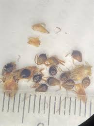 Image result for Schoenoplectus sp.no.3