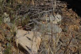 Image result for Stipagrostis uniplumis