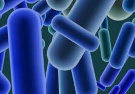 Until 1992, 10 species were known, each containing two subspecies. Listeria Food Poisoning About Listeria