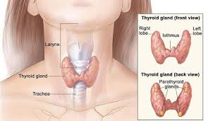 Tiroidita hashimoto este o tulburare autoimună tiroidita autoimuna simptome. Tiroida Tratament Pentru TiroidÄ Èi Prevenire Alecia Ro