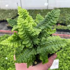 Image result for Dryopteris