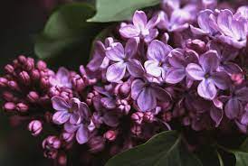 12 Facts Every Lilac Lover Should Know Common Lilac Lilac Bushes Lilac Blossom