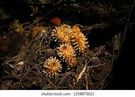 Image result for Balanophoraceae