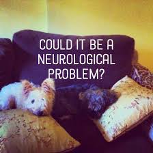 Warning Signs Of Neurological Disorders In Canines Neurological Disorders Dog Skin Disorders