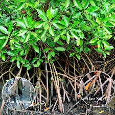 Image result for Rhizophora mucronata