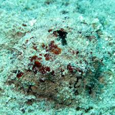 Image result for Scythris crypta