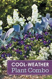 Cool Season Combo Winter Plants Winter Garden Autumn Garden