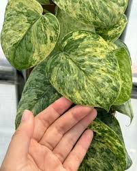 Image result for Phaulopsis sangana