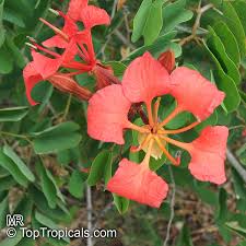 Image result for Tetradenia galpinii