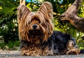 Sometimes a puppy can have a double row of teeth, if a milk tooth is stubborn and stays in place while the canine tooth is trying to emerge. Yorkie Health Issues Problems Canna Pet