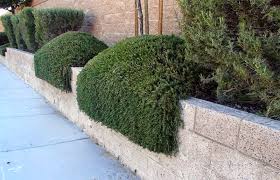 Image result for rosemary pruning