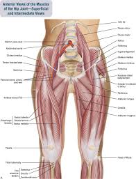 Observe the leg muscle diagram posted above and notice that there are many parts in the muscles. 10 Muscles Of The Pelvis And Thigh Musculoskeletal Key