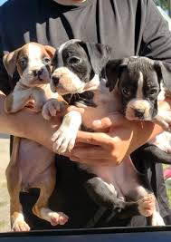 Sometimes the colors of the brindle striping can be so dark that they seemingly blend together and create what may be interpreted as a. Purebred Boxer Puppies Nex Tech Classifieds