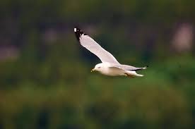 Maybe you would like to learn more about one of these? Celebrating The Seagull Door County Pulse
