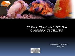 Meet the strinking oscar fish, which belong to the cichlidae family of fish. Oscar Fish And Other Common Cichlids