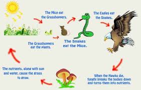 Why Are Decomposers Important To The Food Chain Food Web With Decomposers Decomposers In Food Chain Consumers In Ecosyste Food Chain Simple Food Chain Food Web