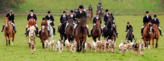 Some British fox hunters defy dog ban