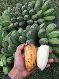 Image result for Saba