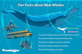 Under water, a blue whale can reach a volume of up to 180 decibel. 11 Facts About Blue Whales The Largest Animals Ever On Earth