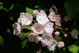 Check spelling or type a new query. Showy Blooms Blue Ridge Parkway U S National Park Service