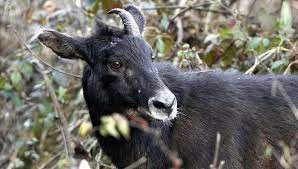 संस्कृत में घरेलू और घर के जानवर के नाम (domestic and house animals names in sanskrit). Sikkim Wildlife 8 National Parks And Sanctuaries To Witness It