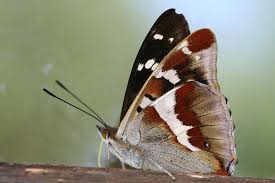 Image result for Apatura iris