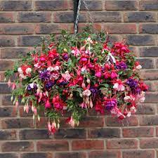 Hanging baskets are so easy to put together and a great way to incorporate your own personal style. Fuchsia Trailing Mixed Pre Planted Basket J Parker Dutch Bulbs