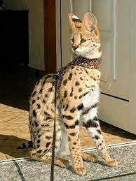 Savannah cats are bigger than most cats, and have longer legs than most cats. Faq Savannah Cat Savannah Kittens Cats Savannahcat And Servals