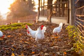 Chickens feeding naturally