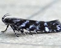 Image result for Ericinella