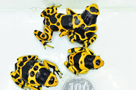 キオビヤドクガエル サブアダルト ３匹